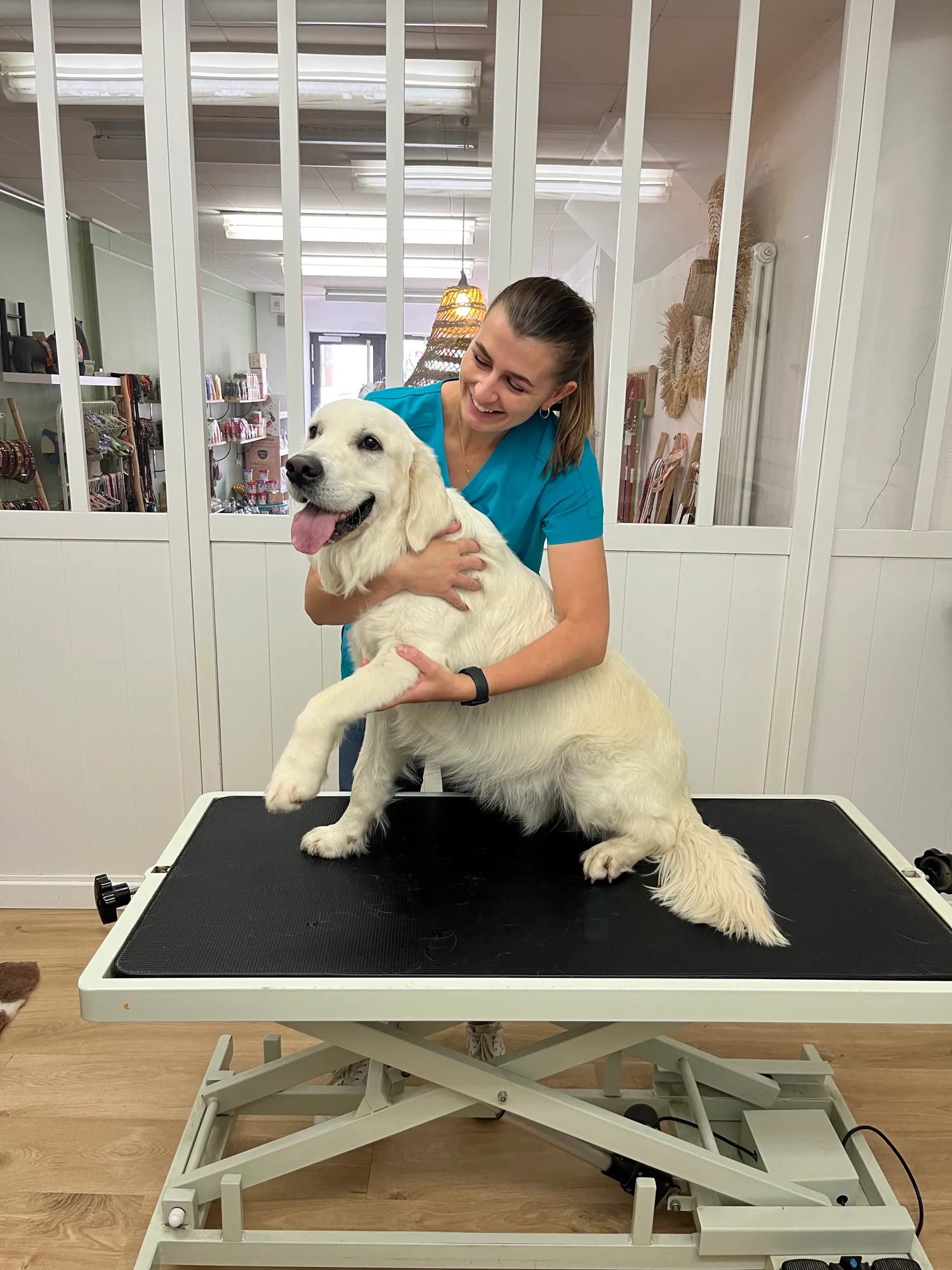 Séance d'ostéopathie d'un chiot golden retriever sur la table du cabinet