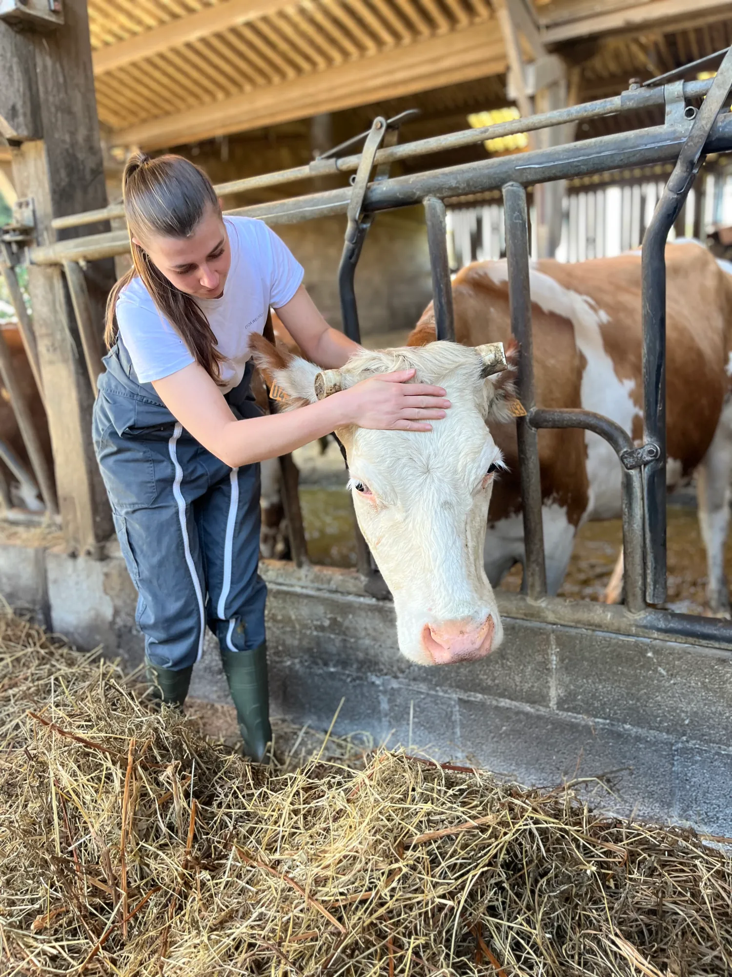 Laure Ligonnet soigne une vache simmental à l'étable