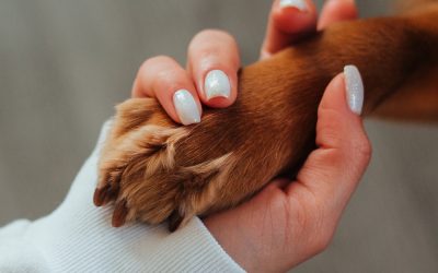 L’ostéopathie pour chien : une solution douce pour des maux