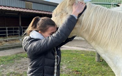 Ostéopathie équine : quand consulter pour votre cheval ?